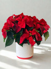 Load image into Gallery viewer, Christmas Poinsettia in Leavenworth Ceramic Pot