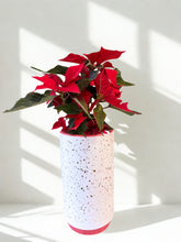 Load image into Gallery viewer, Christmas Poinsettia in Leavenworth Ceramic Pot