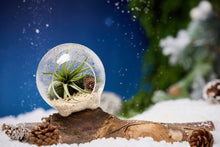 Load image into Gallery viewer, Cirque Air Plant Snow Globe