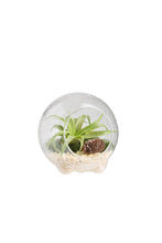 Load image into Gallery viewer, Cirque Air Plant Snow Globe