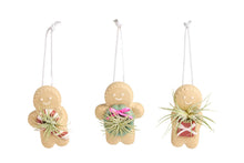 Load image into Gallery viewer, Ginger Snap Air Plant Ornament