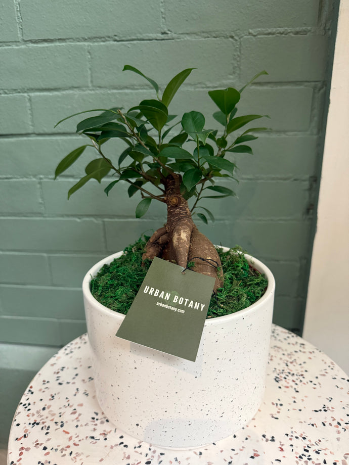 Blanc Potted Plant - Assorted