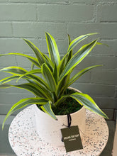 Załaduj obraz do przeglądarki galerii, Blanc Potted Plant - Assorted
