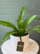 Załaduj obraz do przeglądarki galerii, Blanc Potted Plant - Assorted
