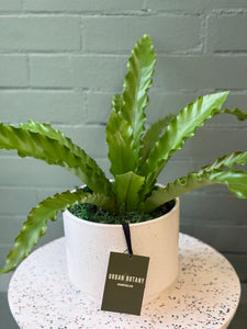 Blanc Potted Plant - Assorted