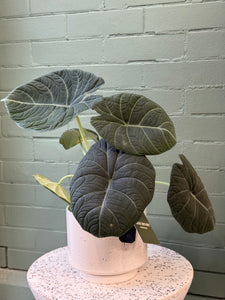 Blanc Potted Plant - Assorted