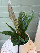 Załaduj obraz do przeglądarki galerii, Blanc Potted Plant - Assorted
