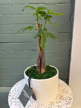 Załaduj obraz do przeglądarki galerii, Blanc Potted Plant - Assorted

