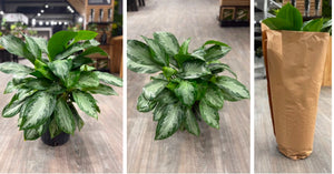 10" Aglaonema Plant