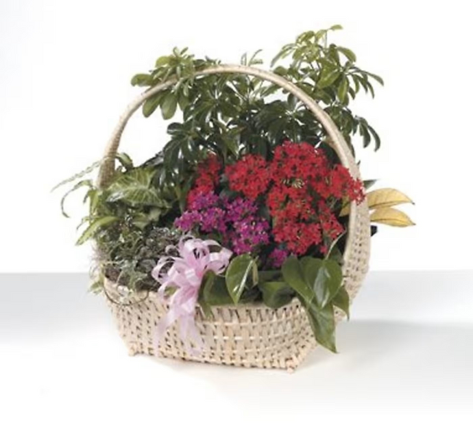 Dish Garden Basket CTT67-31
