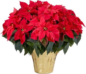 Poinsettia Plant