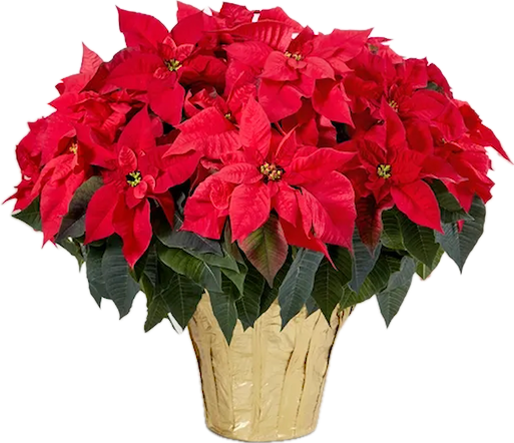 Poinsettia Plant