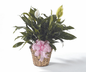 Peace Lily Plant CTT67-21