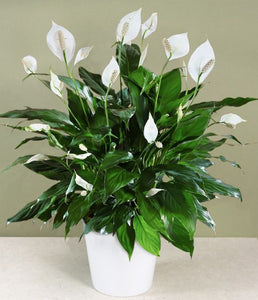 Peace Lily Plant