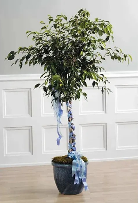 Ficus Tree CTT56-21