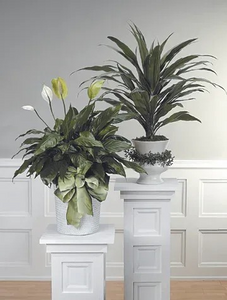 Peace Lily CTT13-12