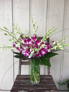 Dendrobium Orchids