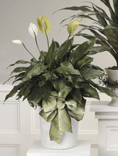 Load image into Gallery viewer, Peace Lily CTT13-12
