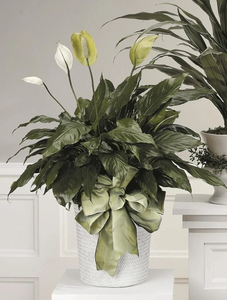 Peace Lily CTT13-12